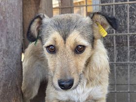 Peppi, zarte, kleine Drahthaarhündin sucht Menschen, den sie vertrauen kann, 1 Jahr, 30 cm