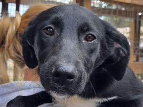 Rosa, aufgeschlossenes, liebes Hundemädchen möchte die Welt entdecken, 1,5 Jahre, 51 cm