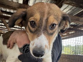 Sidney, wunderschöne, tricolore Junghündin träumt von einer eigenen Familie, 11 M, 46 cm