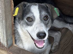 Silver, aufgeweckter, freundlicher, menschenbezogener Junghund, 1 J, 49 cm