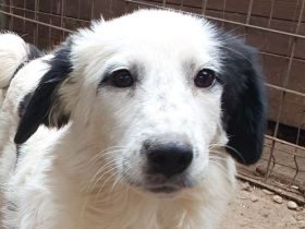 Yuki, 11-monatige, liebe, neugierige Hündin ist bereit die Welt zu entdecken, 43 cm