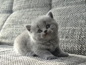 Unsere hübschen Mäuse suchen schon jetzt ihre Dosenöffner :)))