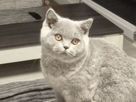 Unsere Wunderschönen BKH Mädchen suchen ihr Traum Zuhause :)