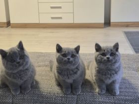 Unsere Wunderschönen BKH Mädchen suchen ihr Traum Zuhause :)