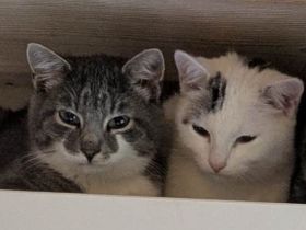 Zwei Katerchen suchen ein Zuhause