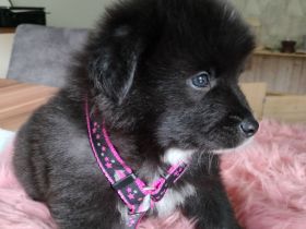 Großspitzwelpen, Welpen, Großspitz