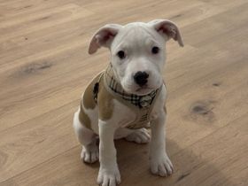 Azula (American Stafford x Stafford) Mischling sucht neues Zuhause!