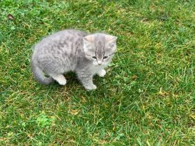 Kartäuser- Mix Kater