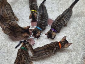 Bengal kitten mit Stammbaum