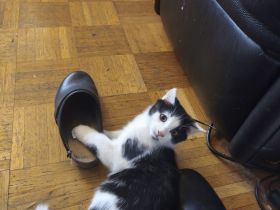 Baby Kater Neuhausen-Nymohenburg