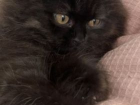 Britisch langhaar Mädchen Choco 12 Wochen und sehr verschmust