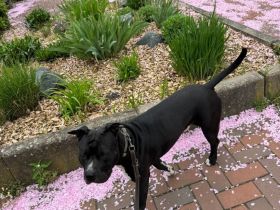 Deckrüde – American Staffordshire Terrier „Malo“