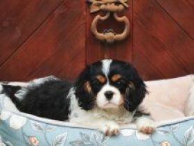 Cavalier king charles spániel mit Stammbaum