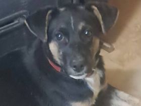 Kosmos sucht sein Für-immer-Zuhause