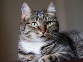 kleine Merlin sucht Gesellschaft