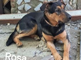 Rosa sucht ihr Für-immer-Zuhause