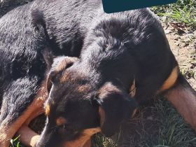 SUGAR sucht ihr Für-immer-Zuhause!