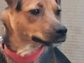 Anya sucht ihr Für-immer-Zuhause