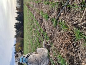 Aktive Junghündin sucht ein Zuhause fürs Leben