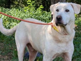 Blonder Schatz Snickers
