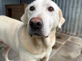 Blonder Schatz Snickers