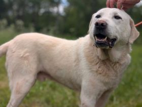 Blonder Schatz Snickers