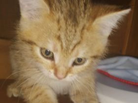 5 Wunderschöne aktive BKH Kitten suchen ein neues Zuhause!!!!