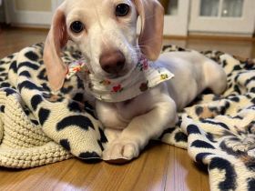 Einzigartige Cream Zwergdackel Hündin aus familiärer Aufzucht