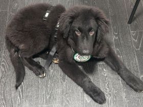 Lassie sucht ihre Menschen...