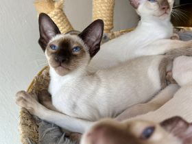 Kleine Siamzauberlinge suchen ihr Traumzuhause 💙