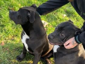 Kräftige, gesunde XL Bullys – aus sauberer und familiärer Zucht