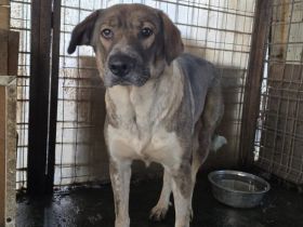 Stolze Erscheinung Maggy sucht ländliches Zuhause