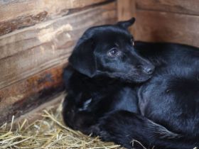 Sensible Boo sucht geduldiges Zuhause