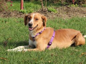 Stella möchte mit Dir die Welt entdecken.