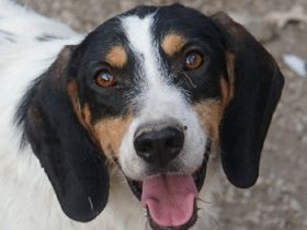 Urmel, geb. ca. 08/2024, lebt auf einer Pflegestelle in 37075 Göttingen