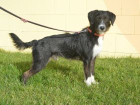 ARES, Schnauzer/Terrier Mischling (kastriert) SGB 525,00 €