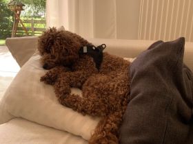 Zwerg & Toy pudel Welpen