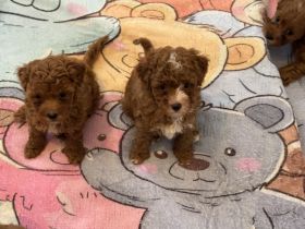Maltipoo Welpen