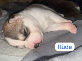 Husky Schäferhund Welpen