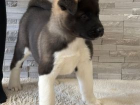 Amerikanische Akita Welpen (reinrassig)