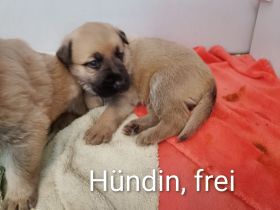 Kleine süße Maus sucht als letztes noch ein Zuhause