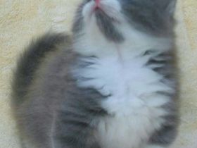 Wunderschöne Munchkin-Kätzchen