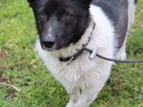 Lieber Willi sucht Familienanschluss