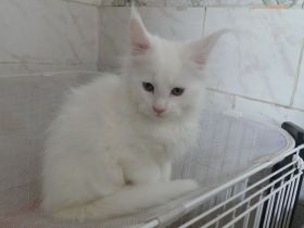 wunderschöner Main Coon Boy aus exclusiver Linie