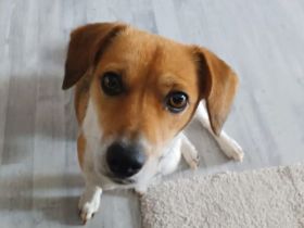 Finni sucht ein neues und liebevolles Zuhause