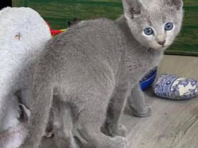 Supergesunde Russisch Blau Kätzchen