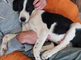 Humphrey immer gut gelaunt + Bogart sensibel und voller Charme