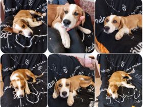 Humphrey immer gut gelaunt