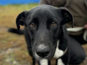 Stattlicher Jamiro sucht seine Menschen