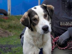 Liebenswürdige Solana sucht Familienanschluss